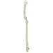 Rudiger Anatomie Premium Human Arm Skeleton Model, Life-Size 14