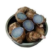 DEVAMA THE DIVINE Curcuma Caesia, Black Turmeric, Kali Haldi, काली हल्दी Plant Rhizomes Bulbs to treat arthritis, asthma, and epilepsy/Original fresh kaali/Kali haldi/turmeric (2 pieces) (B087LRGCPP) Amazon Price History, Amazon Price Tracker