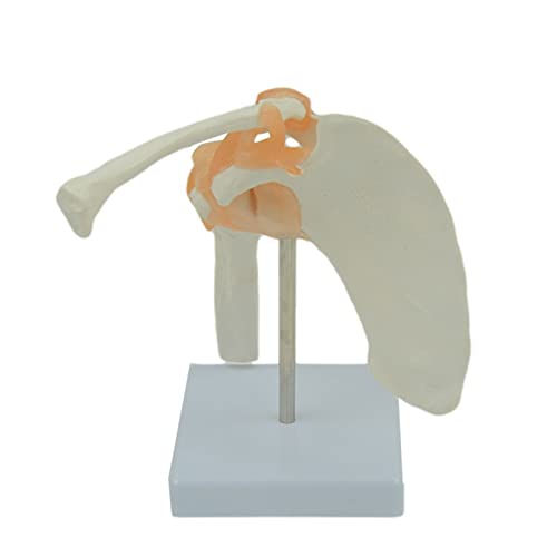 Modèle anatomique d'épaule humaine taille réelle avec socle pour l'étude médicale