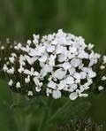 Achillea millefolium/White Yarrow / 1000 Seeds