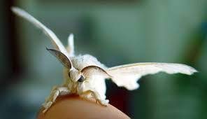 BUSCOCARPINTERO Gusanos DE Seda (50)