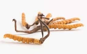 Miniatura 3 de Organic Living Cordyceps Sinensis Polvo (Hongos de oruga) Seta Ophiocordyceps Sinensis, 3.53 oz