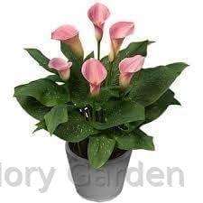 Gorgeous Glory Garden Live Pink Peace Lily, Spathiphyllum Indoor Air Purify Plant 1 Healthy Live Plant With Mini Black Pot (B0D76YVTP2) Amazon Price History, Amazon Price Tracker