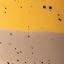 Yellow + Brown