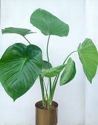 Elephant ear alocasia live plant pack of 3 (B0CK2B223Y) Amazon Price History, Amazon Price Tracker
