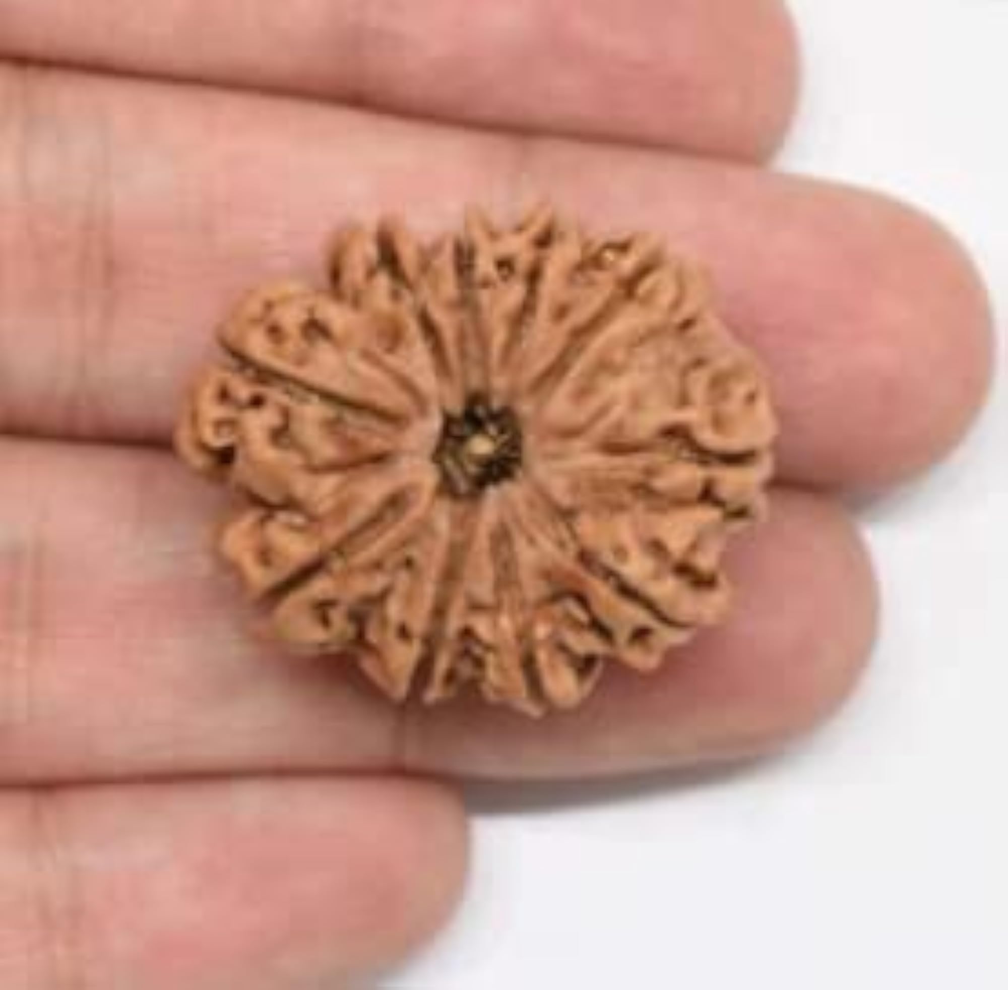 MAA SHAKTI GEMS Premium 10 Mukhi Rudraksha, Lab Certified