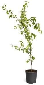 Brighter Blooms - Barbados 'Acerola' Cherry Tree, 3 Gallon - No Shipping to AK, AZ, CA, HI, ID