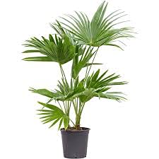 See full amazon price history chart for PlantaZee Ponytail Fountain Palm Live Indoor/Outdoor Plant with Pot PlantaZee Ponytail Fountain Palm Live Indoor/Outdoor Plant with Pot (B09G6ZHVF2) Amazon Price History, Amazon Price Tracker