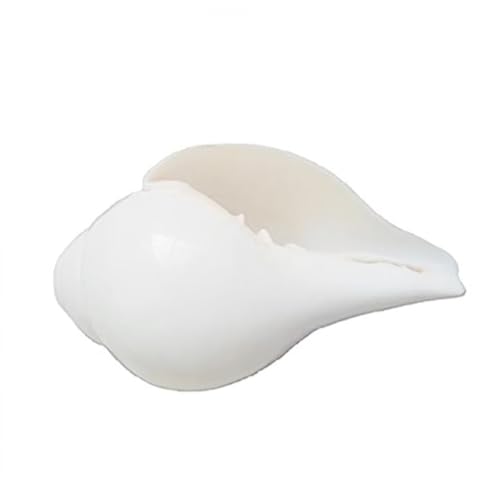 Genuine Blowing Shankh (VAMAVARTI BAJNEWALA) 5.5 inches - AAA Quality Conch Shell - Blowing Dattatreya Shankh Shankha Conch Shell - Puja Ritual Shankhnaad Religious Sound (White)