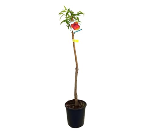 Árbol de Nectarina M25 | Frutal Exterior Altura 120-150cm | Cultivo Fácil y Frutos Deliciosos
