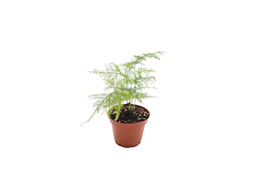 Plumosa Fern - 3'' from California Tropicals