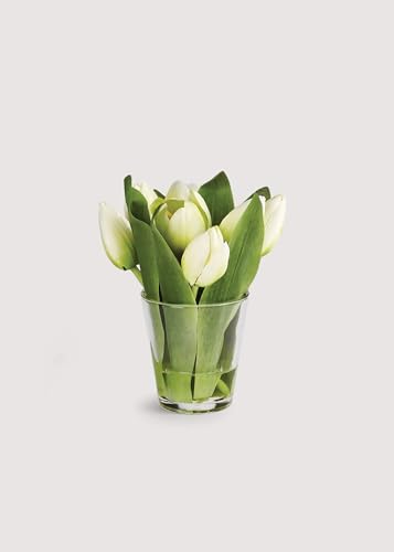 NAPA HOME&GARDEN,Dutch Tulip ARRGMT in VASE 7.5
