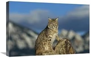 16 x 24 in. Bobcat, Rocky Mountains, North America Art Print - Konrad Wothe