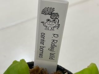 Amazon｜frog_yamato【ridleyi Center Borneo wild】リドレイ ワイルド