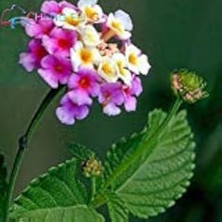 Shoppystar Pink Shop Burgundy: 150 pcs Seeds Rare Holland Rainbow Flower Home Garden Rare Flower Seeds Colorful Lantana Seeds