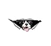 MDGCYDR Autoaufkleber Heckscheibe Tuning Border Collie Car Sticker Funny Pet Dog Decal Waterproof Car Styling Animal Sticker Vinyl Decal Decoration,15Cm X 6Cm