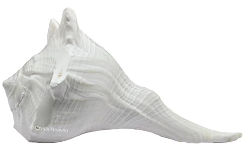 Image of Crystal Heaven Dakshinavarti Shankh Original - 3 to 4 inch inches Large Dakhinabarti Sankha for Puja Original Conch Shell - Natural Dakshinmukhi Shankh for Pooja, Meditation and Gifts