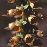 1pc Potseed - Riesensammlung Seeds