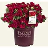 حدائق الجنيات 3 جالون خريف النار Encore Azalea- قزم Azalea شبه مزدوج أحمر داكن مخملي تزهر في مواسم متعددة الباردة هاردي