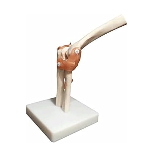Modèle articulé de coude squelette en PVC anatomie médicale AMITD