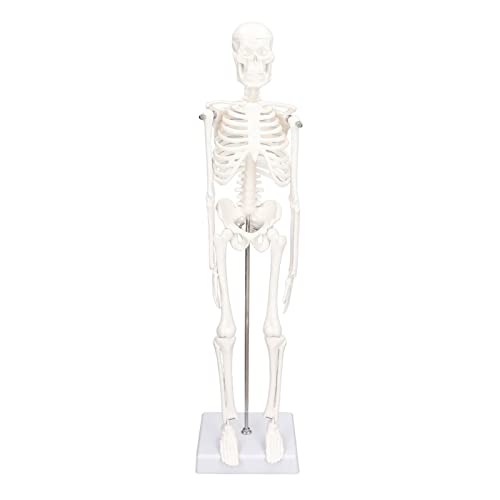 Eatbuy AANUE-28179 Mini Human Skeleton Model thumb #7