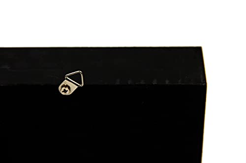 TAXIBUGS Real 5 Horned Beetle/Eupatorus Gracilicornis Flying Form Taxidermy in Transparent Box Display (Black Wooden Box)