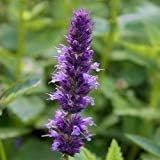 Fleur bleue de lavande issopo semi-géante (Agastache Mexicana) 50 + graines (50+) : graines