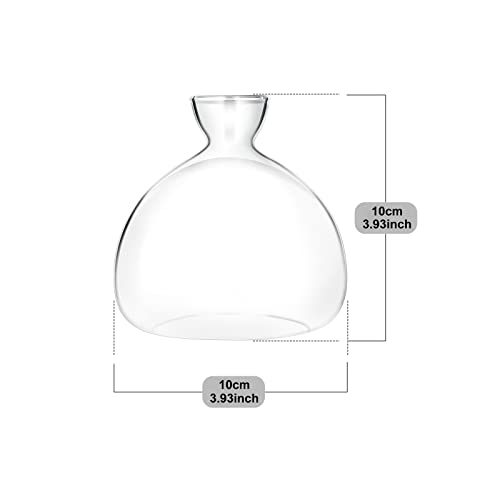 Acorn Tree Growing Kit: Terrariums & Propagation Vases for Home