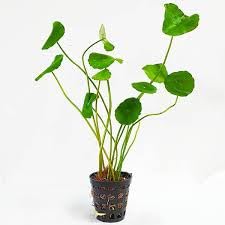 Brazilian pennywort - Hydrocotyle leucocephala - PottedPlants - Live Aquarium Plants - Rajvinoth Ronin BettaS (B0CXT3QFN5) Amazon Price History, Amazon Price Tracker