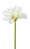 Seidenblumen Roß