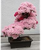 Bonsai Tree japanese sakura seeds. rare Japanese cherry Blossoms flowers seeds in bonsai,pink Prunus Serrulata15 seeds/pack