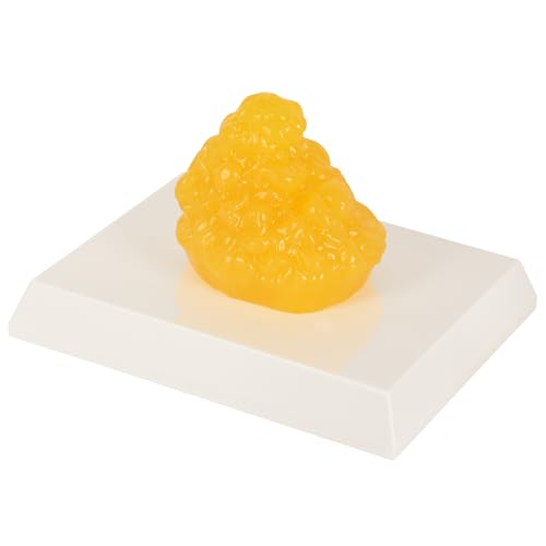 SimCoach Human Body Fat Replica, Fat Tissue Model, Weight Loss Mo...