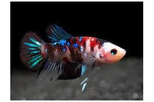 D&A Tropical Live Female Koi Galaxy Betta Fish: Eye-Catching Elegance for Your Aquarium