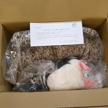 Amazon.co.jp: オリックス株主優待 京都水族館オオサンショウウオ
