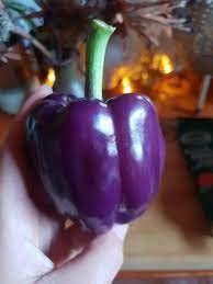 Grixisonsazia Capsicum Purple Bell Pepper F1 Hybrid Vegetable Seeds For Home Terrace Indoor Outdoor Gardening Planting Farming (Pack Of 50 Seeds) (B09ZRRM5VY) Amazon Price History, Amazon Price Tracker