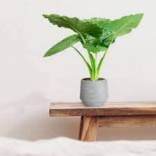 Live Elephant Ear Colocasia Esculenta Taro Plant, Green Foliage (Pack of 1 High yield sapling plant)-picture-32