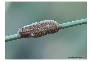 Carolina Praying Mantis Eggs: Natural Pest Control