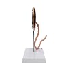 Axis Scientific Placenta Model with Removable Umbilical Cord Anatomical Model - Birthing Anatomy Model, Placenta Umbilical Cord Anatomical Model, Education for Medical School