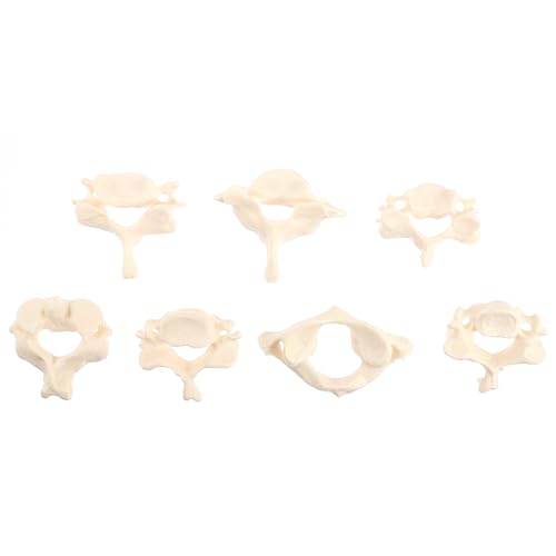 Image of Solustre Cervical Spine Model Life-Size Human Cervical Vertebrae Anatomical Model for Student Study Teaching Patient Education Anatomy Reference 2.95 X 1.65 X 0.98 in