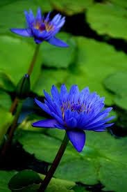 Grow Your Oasis: Top-Quality Water Lily Bulbs for Tranquil Water Gardens" (pack of 3) (B0CZH795HS) Amazon Price History, Amazon Price Tracker
