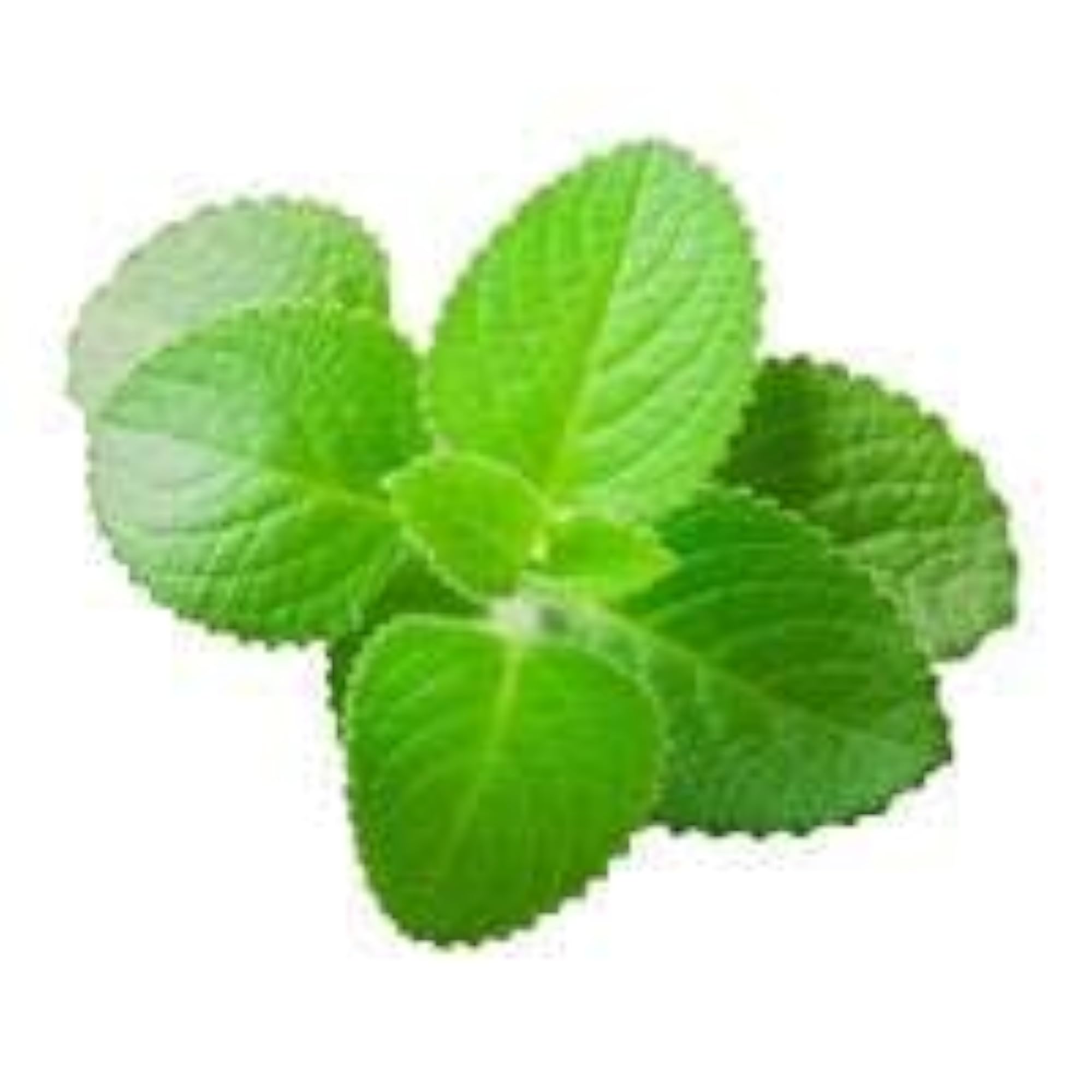 Karpooravalli Powder, Coleus Amboinicus, 100 Grams