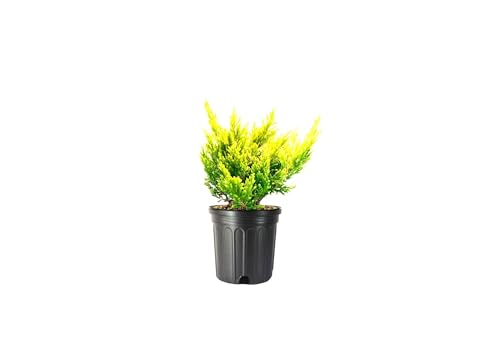 Lime Glow Juniper | 3 Live Gallon Size Plants | Juniperus Horizontalis | Cold Hardy Drought Tolerant Evergreen Groundcover