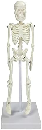 Mini Skeleton Model |for School and Educational Purose | Mini Skeleton 21 Cm | Skeleton in Acrylic Case