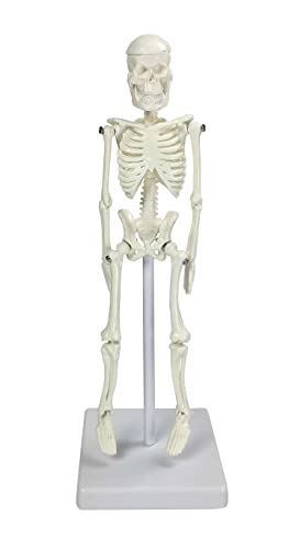 Mini Skeleton Model |for School and Educational Purose | Mini Skeleton 21 Cm | Skeleton in Acrylic Case