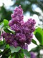 Miniatura 5 de Palibin Lilac - Arbusto de flores moradas - Planta viva enviada de 2 a 3 pies de alto por DAS Farms (No California)