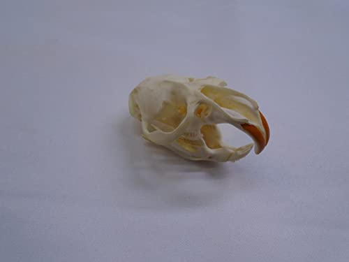 Real Muskrat Skull3