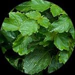 Vanilla - Eau de Parfum 50ml - Unisex-Duft - Süßer und Langhaltender Duft mit Noten von Patchouli, Vanilla und Karamell.