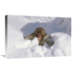 16 x 24 in. Japanese Macaque Baby Playing in Snow, Japanese Alps, Nagano, Japan Art Print - Konrad Wothe