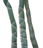 Samenchilishop (Immer nur einmal Versand)