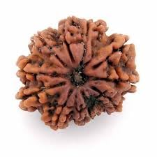 Astro Cart 12 Mukhi Nepal Rudraksha Bead Barah Mukhii Rudraksh Original Certified बारह मुखी रुद्राक्ष Twelve Face Rudrakshaa Pendant Blessed Lord Vishnu for Jap-image-37